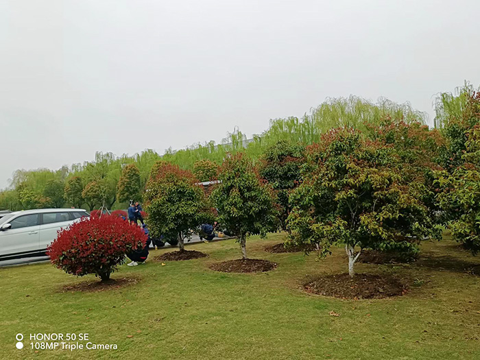泰科电子科技（苏州工业园区）有限公司   养护现场