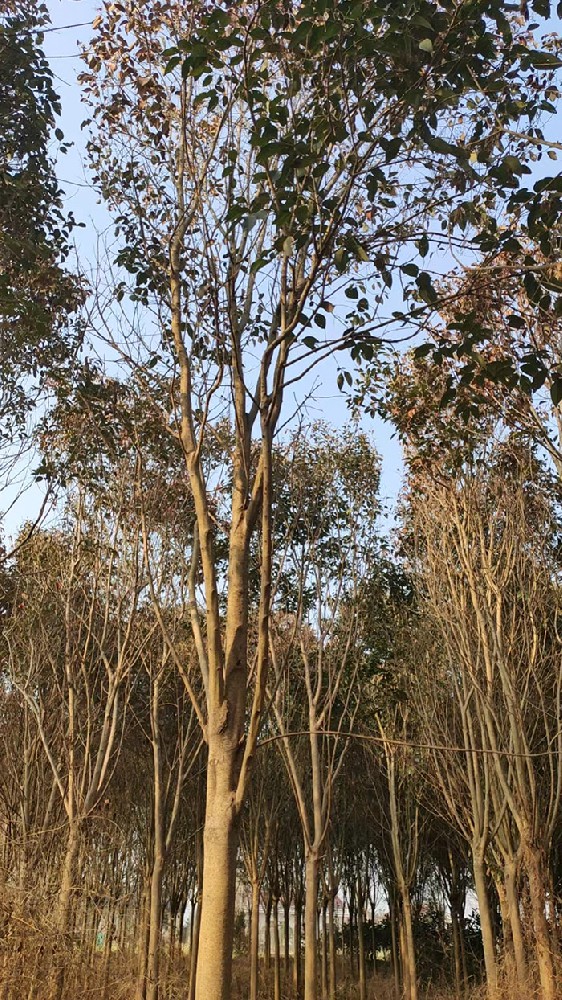 苗木基地