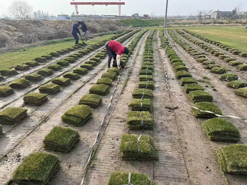 草坪出货中
