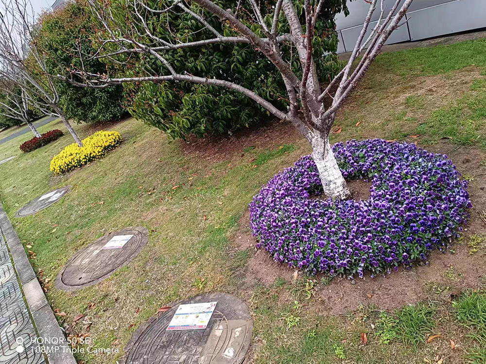 泰科电子汀兰巷厂区树圈美化