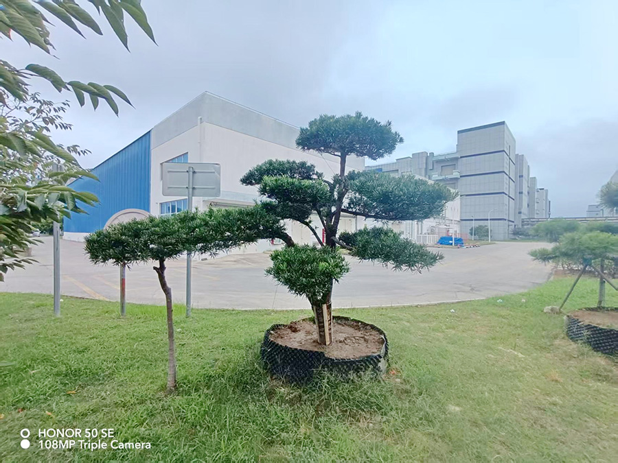 造型罗汉松