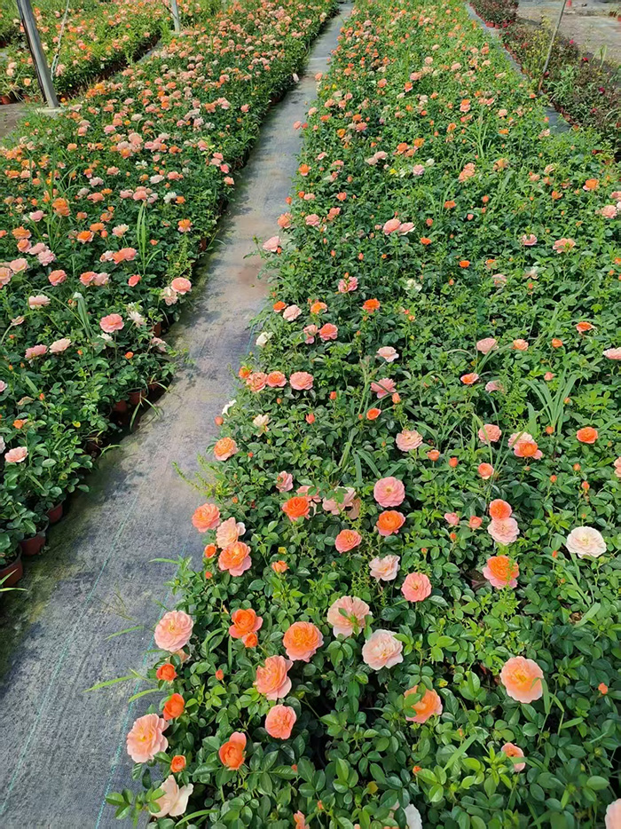 草花基地