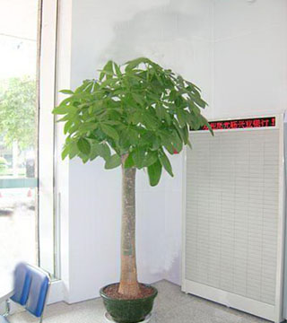 发财树