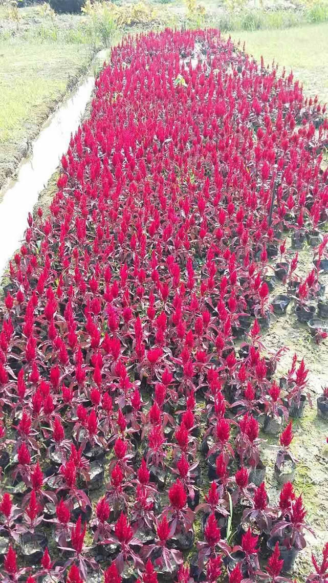花棚