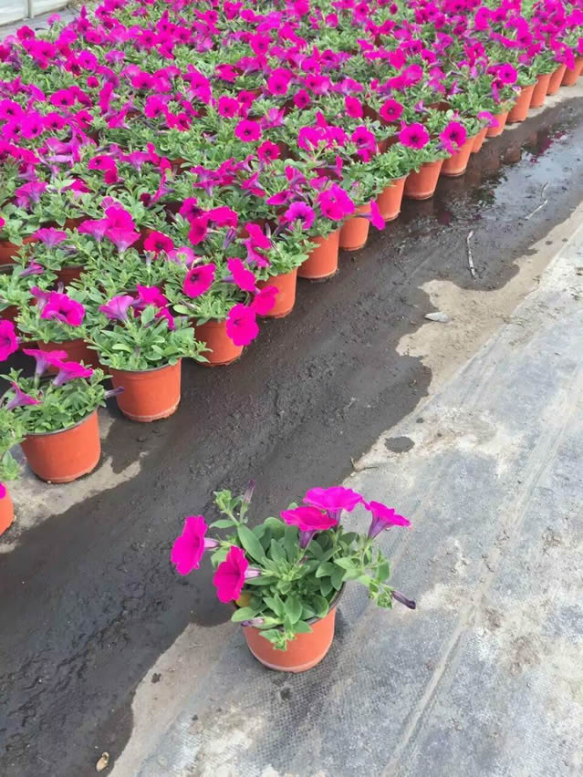 花棚