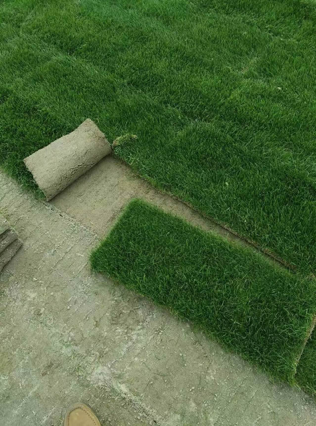 样品草场