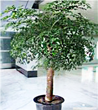 幸福树