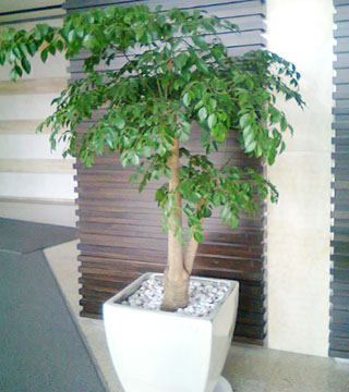 幸福树